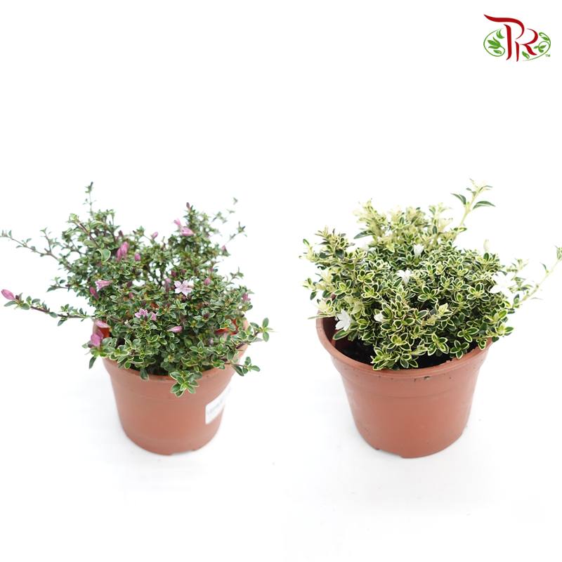 Serissa Variegated-P120 《 六月雪》WITHOUT BLOOMS - Pudu Ria Florist