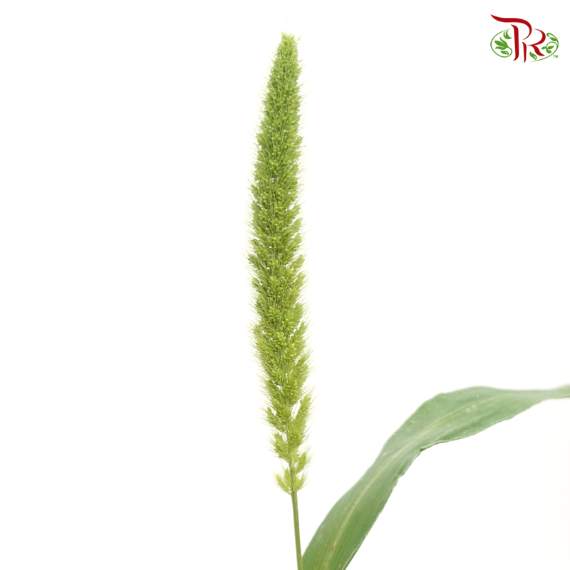 Setaria Italica - Green (Per Bunch)-Green-China-prflorist.com.my