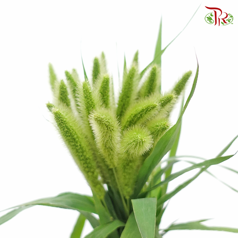 Setaria Italica - Green (Per Bunch)-Green-China-prflorist.com.my
