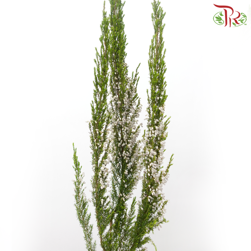 Silver Bell - (Per Bunch)-China-prflorist.com.my