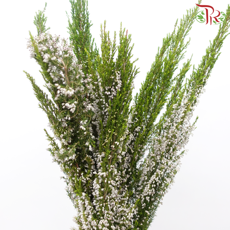 Silver Bell - (Per Bunch)-China-prflorist.com.my