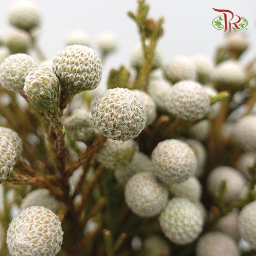 Silver Brunia - (10 Stems)-White-Africa-prflorist.com.my