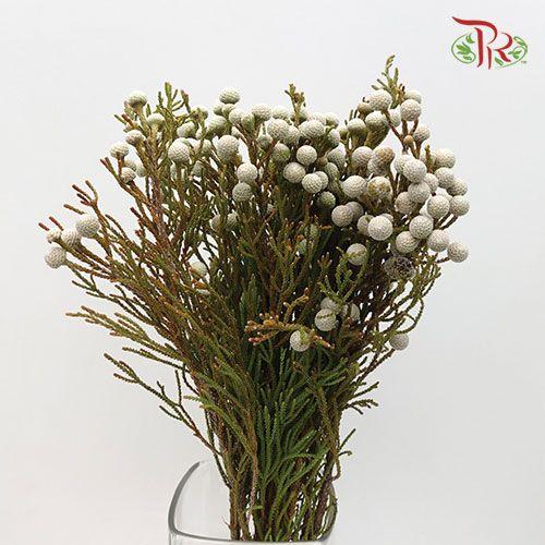 Silver Brunia - (10 Stems)-White-Africa-prflorist.com.my