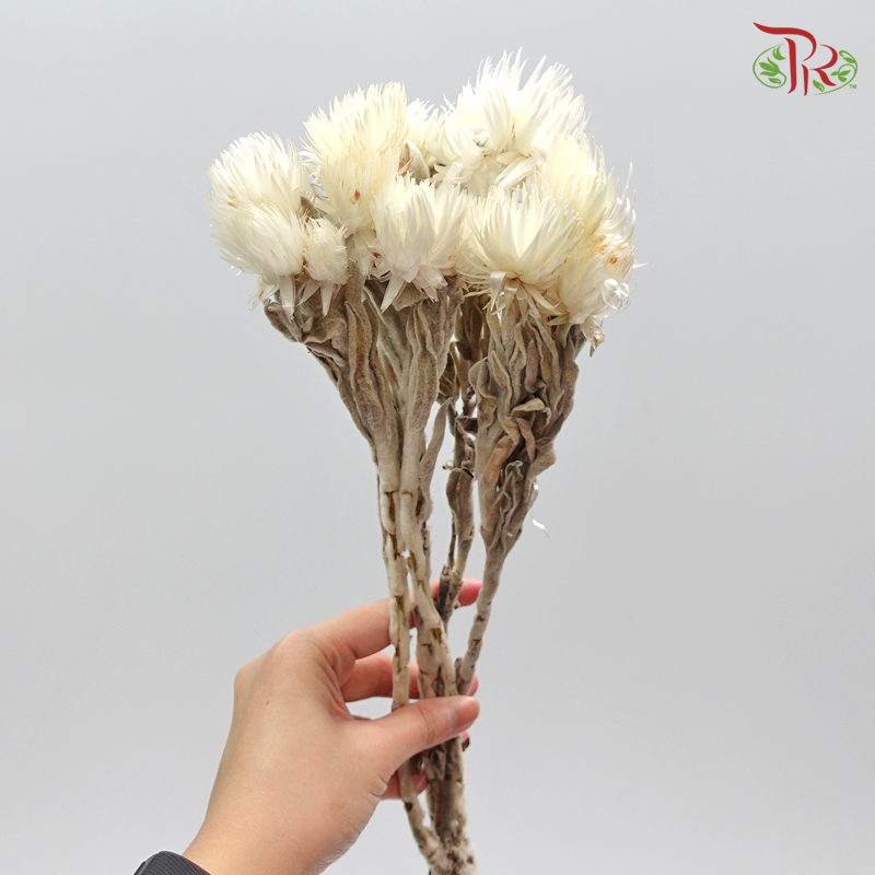 Silver Daisy Preservative ( 3200-0-011 )-White-Japan-prflorist.com.my