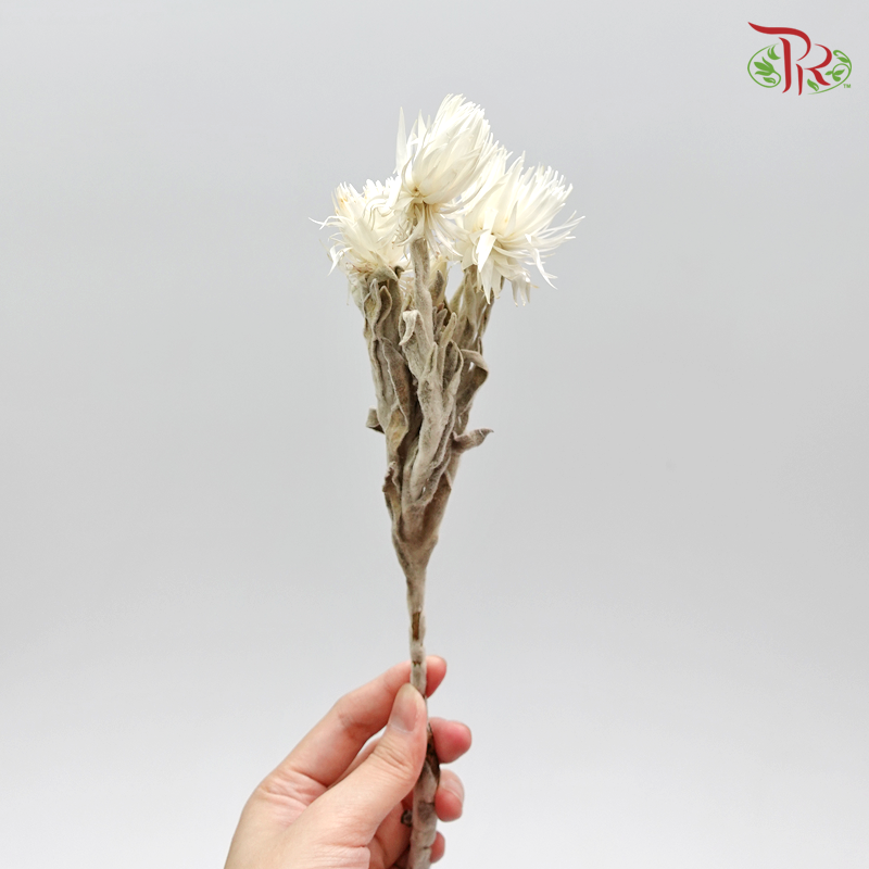 Silver Daisy Preservative ( 3200-0-011 )-White-Japan-prflorist.com.my