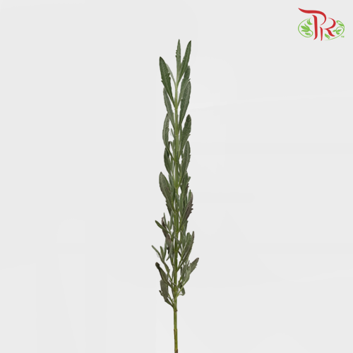 Silver Lavender - (Per Bunch)-Green-Kenya-prflorist.com.my