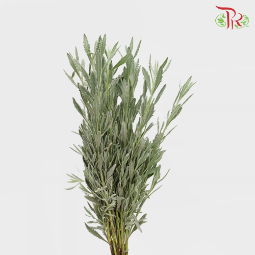 Silver Lavender - (Per Bunch)-Green-Kenya-prflorist.com.my