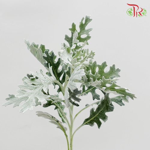 Silver Leaf-Malaysia-prflorist.com.my