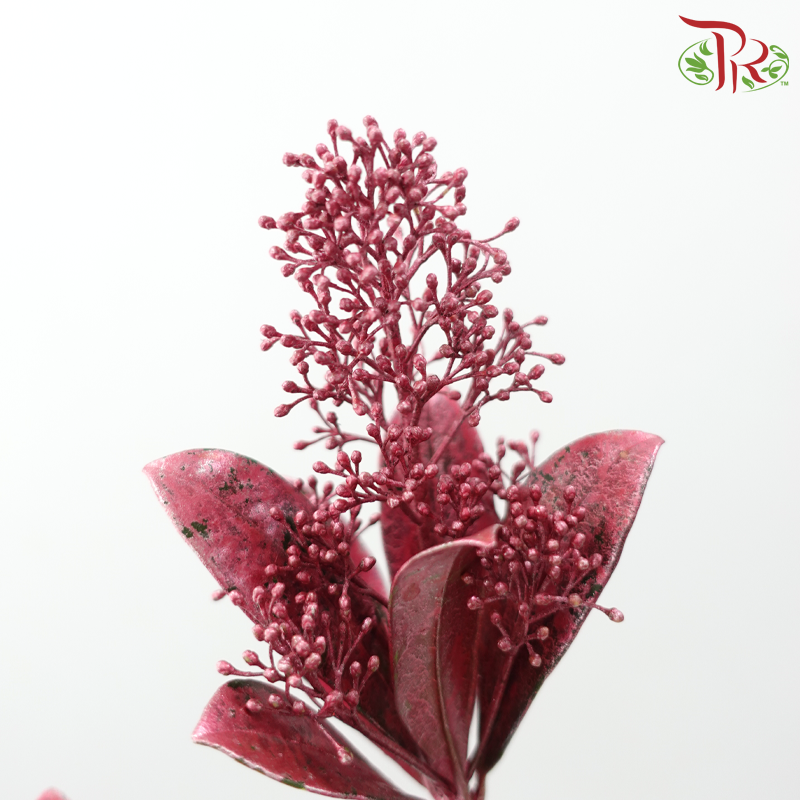 Skimmia Dyed - Pink (Per Bunch)-Pink-Netherland-prflorist.com.my