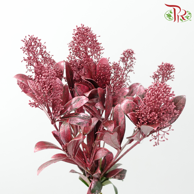 Skimmia Dyed - Pink (Per Bunch)-Pink-Netherland-prflorist.com.my