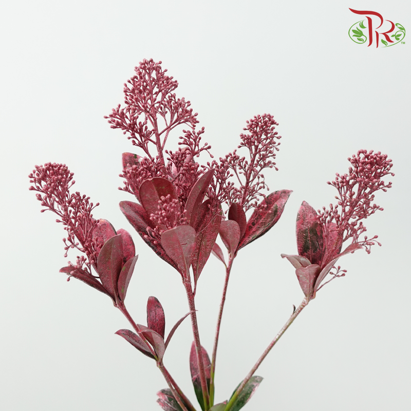 Skimmia Dyed - Pink (Per Bunch)-Pink-Netherland-prflorist.com.my