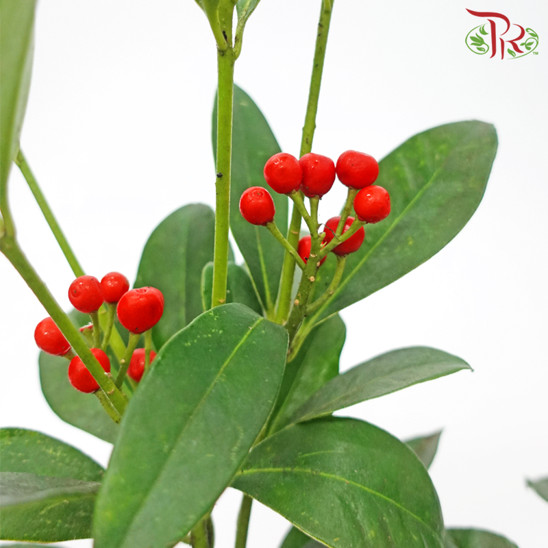 Skimmia - Mag Red (Per Bunch)-Mag Red-Netherland-prflorist.com.my