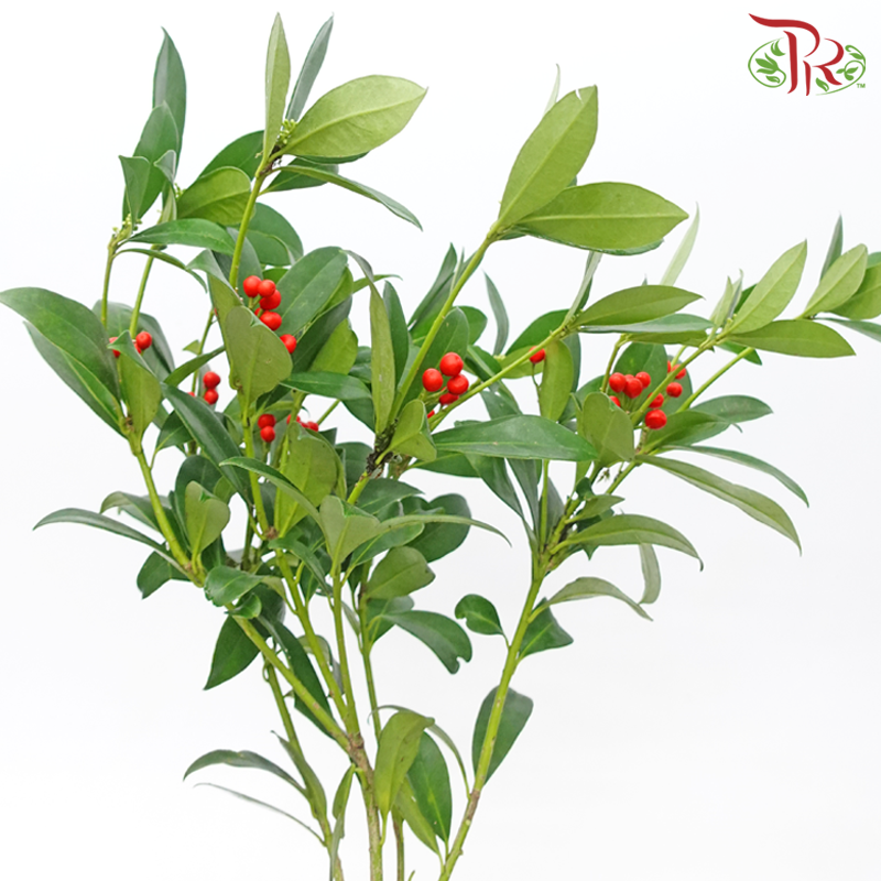 Skimmia - Mag Red (Per Bunch)-Mag Red-Netherland-prflorist.com.my
