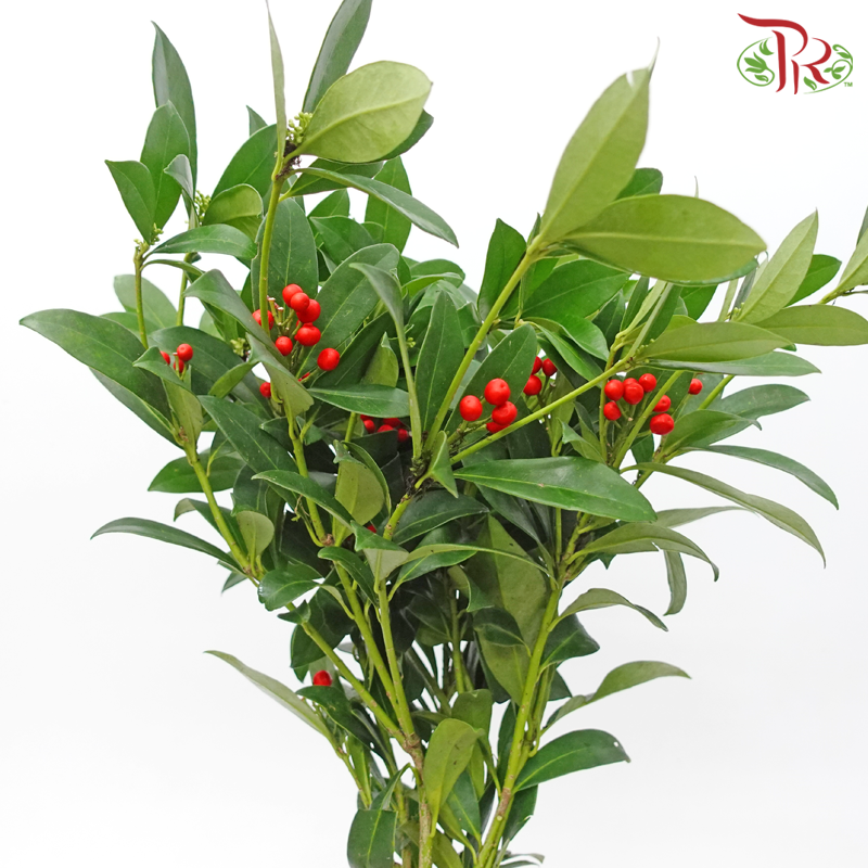 Skimmia - Mag Red (Per Bunch)-Mag Red-Netherland-prflorist.com.my