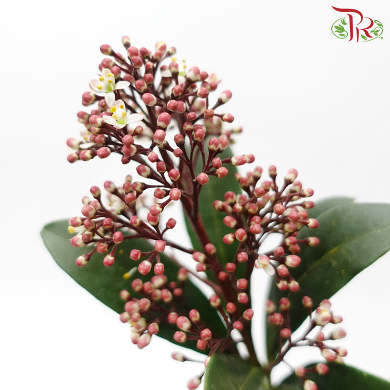 Skimmia - Red Mixed White-Red Mixed White-Netherland-prflorist.com.my