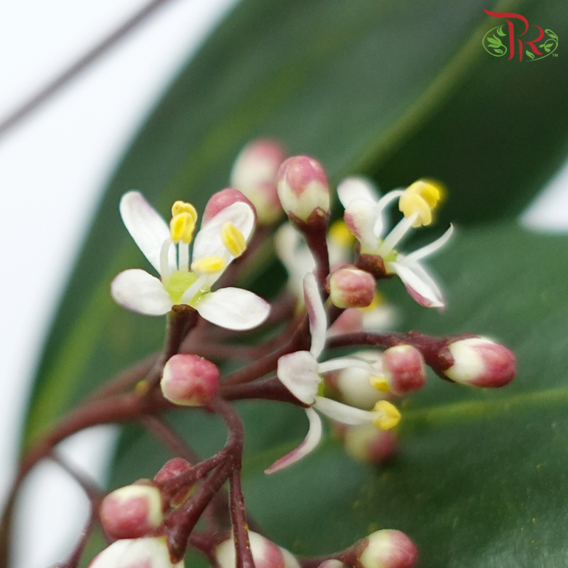 Skimmia - Red Mixed White-Red Mixed White-Netherland-prflorist.com.my