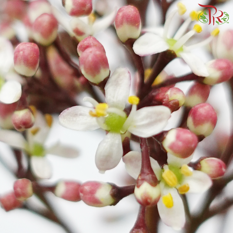 Skimmia - Red Mixed White-Red Mixed White-Netherland-prflorist.com.my