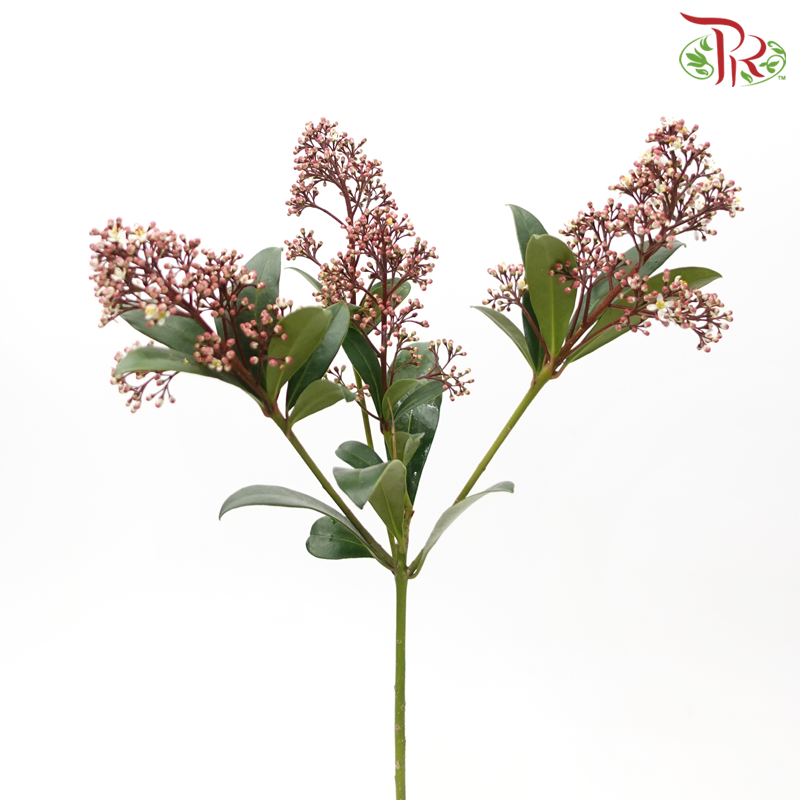 Skimmia - Red Mixed White-Red Mixed White-Netherland-prflorist.com.my