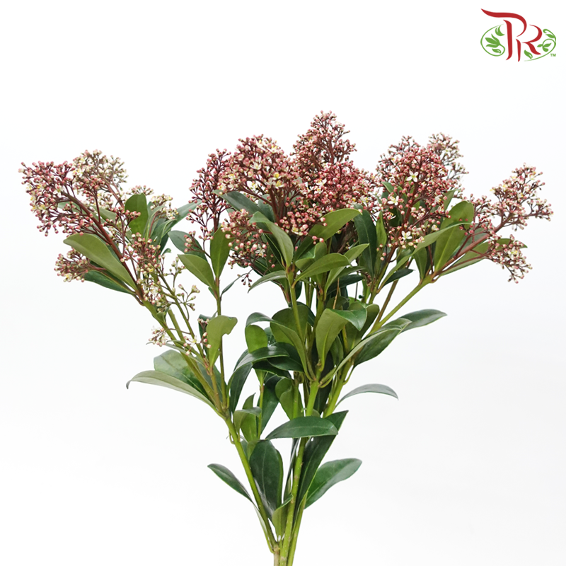 Skimmia - Red Mixed White-Red Mixed White-Netherland-prflorist.com.my