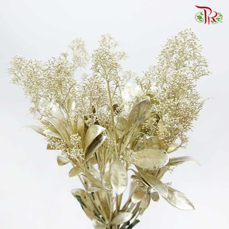 Skimmia - Silver Gold-Silver Gold-Netherland-prflorist.com.my