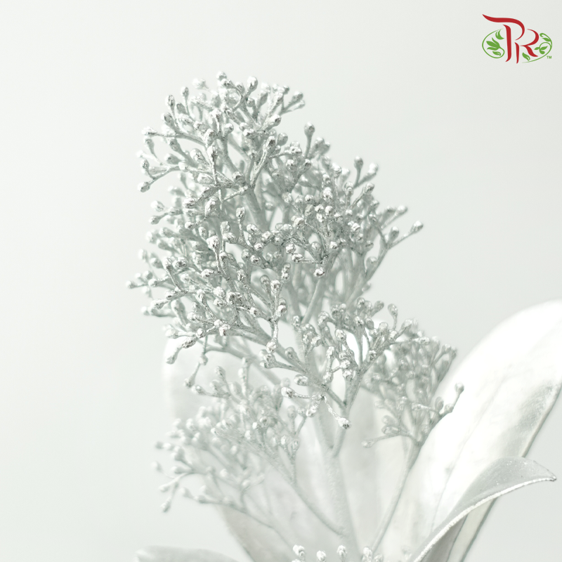 Skimmia - Silver (Per Bunch)-Silver-Netherland-prflorist.com.my
