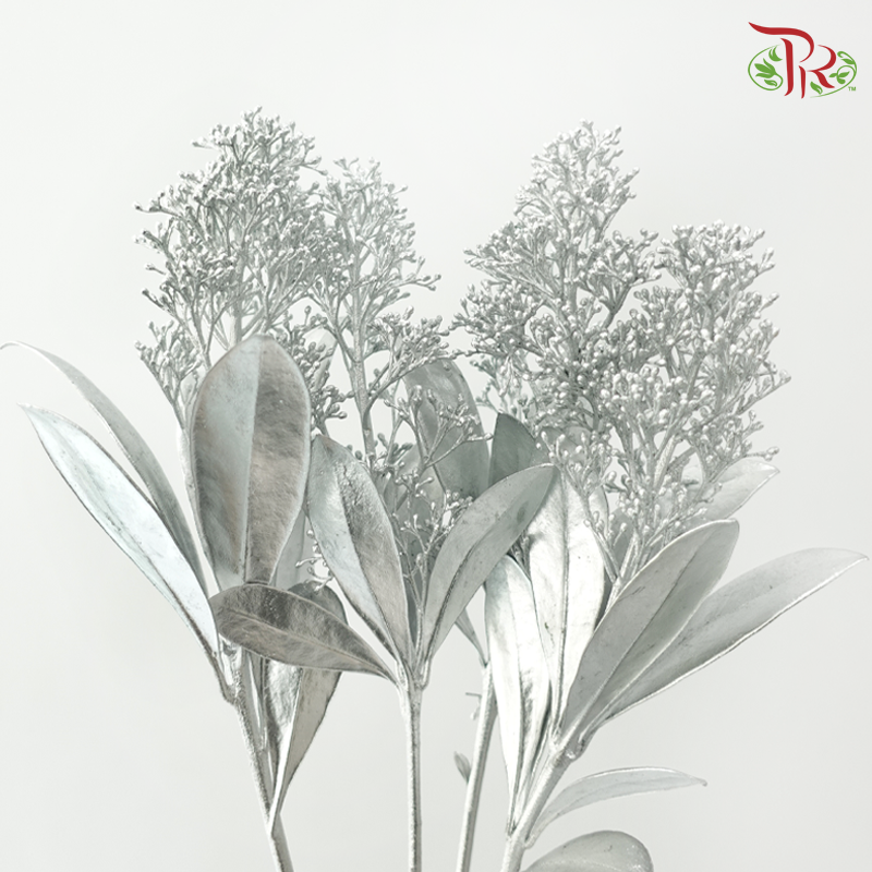 Skimmia - Silver (Per Bunch)-Silver-Netherland-prflorist.com.my