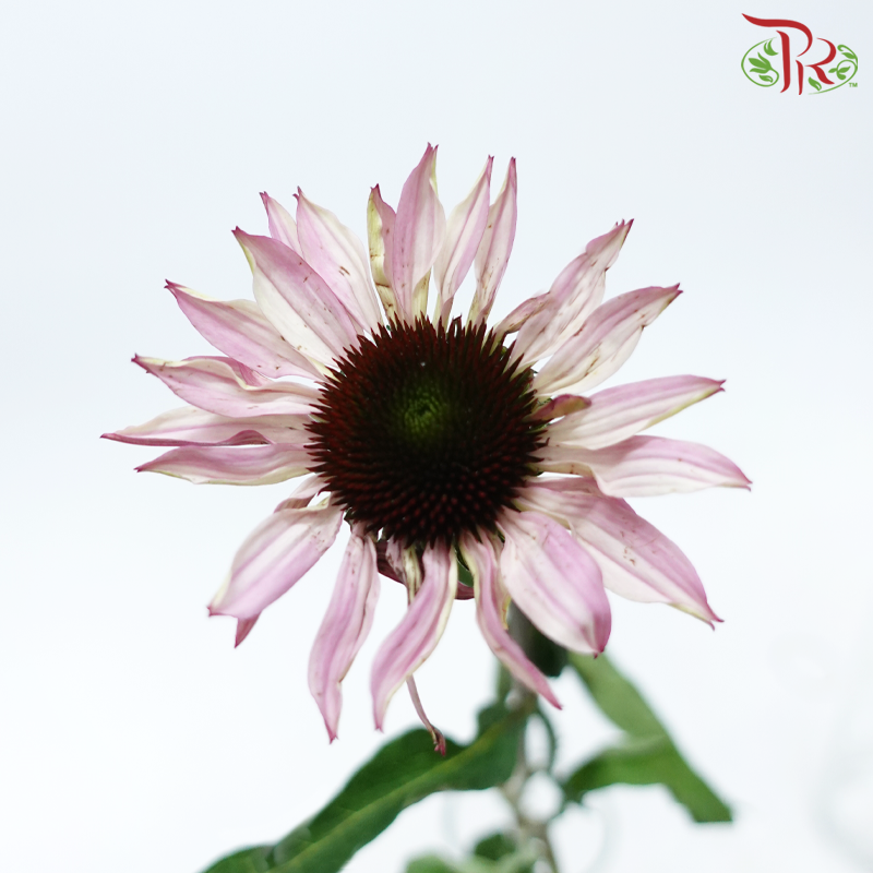 Skittles - (Per Bunch)-China-prflorist.com.my