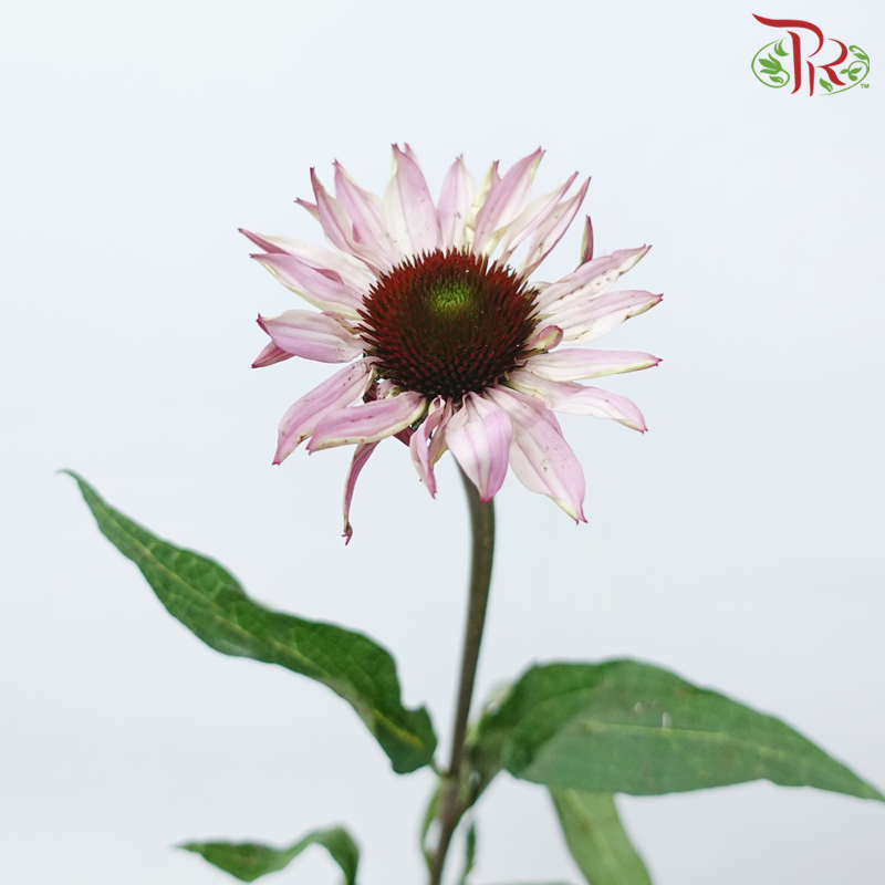 Skittles - (Per Bunch)-China-prflorist.com.my