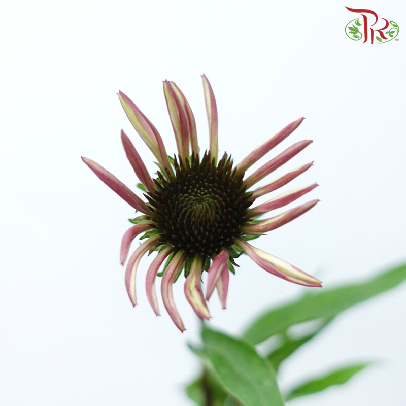 Skittles - (Per Bunch)-China-prflorist.com.my