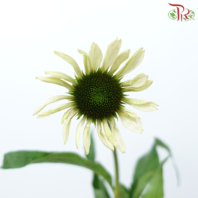 Skittles - (Per Bunch)-China-prflorist.com.my