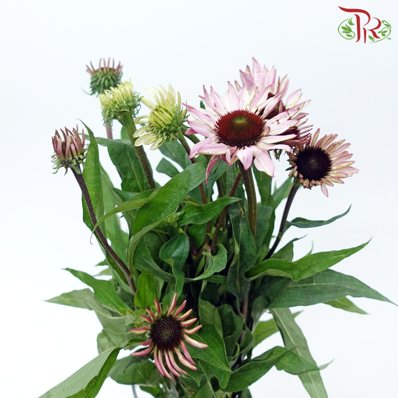 Skittles - (Per Bunch)-China-prflorist.com.my