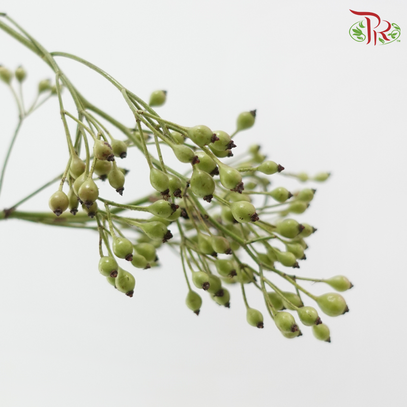 Smilax China (Per Bunch)-China-prflorist.com.my