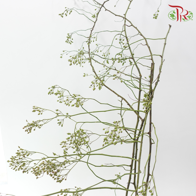 Smilax China (Per Bunch)-China-prflorist.com.my