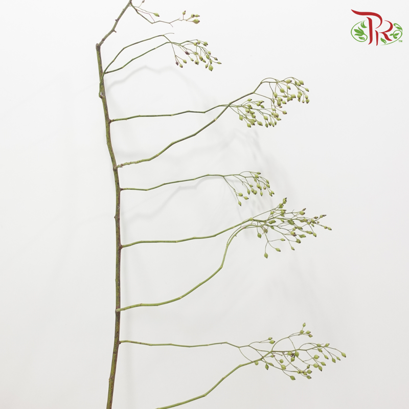 Smilax China (Per Bunch)-China-prflorist.com.my