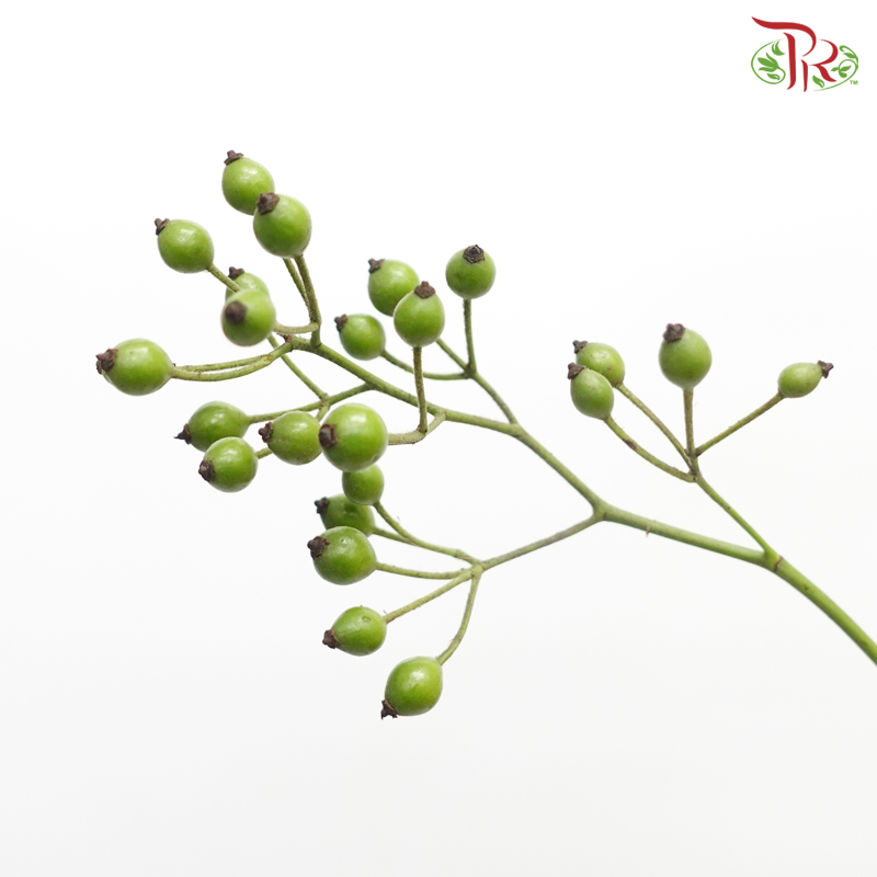 Smilax China (Per Bunch)-China-prflorist.com.my