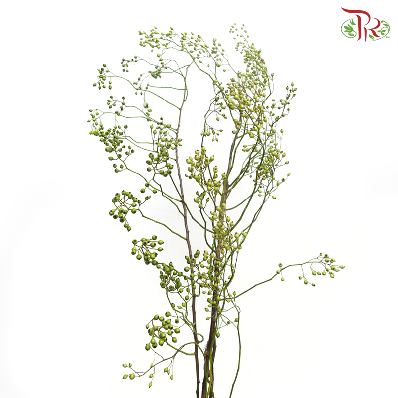 Smilax China (Per Bunch)-China-prflorist.com.my