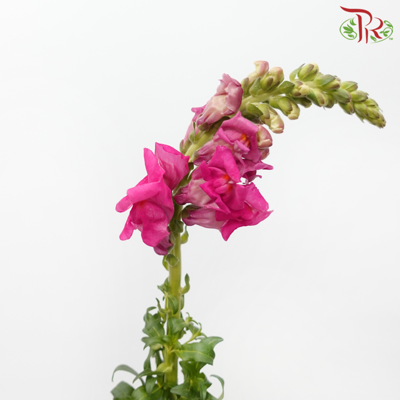Snapdragon - Antirrhinum Cherry Pink (10 Stems) *Fragile-Cherry Pink-Vietnam-prflorist.com.my