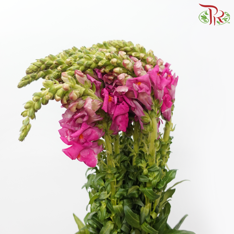 Snapdragon - Antirrhinum Cherry Pink (10 Stems) *Fragile-Cherry Pink-Vietnam-prflorist.com.my