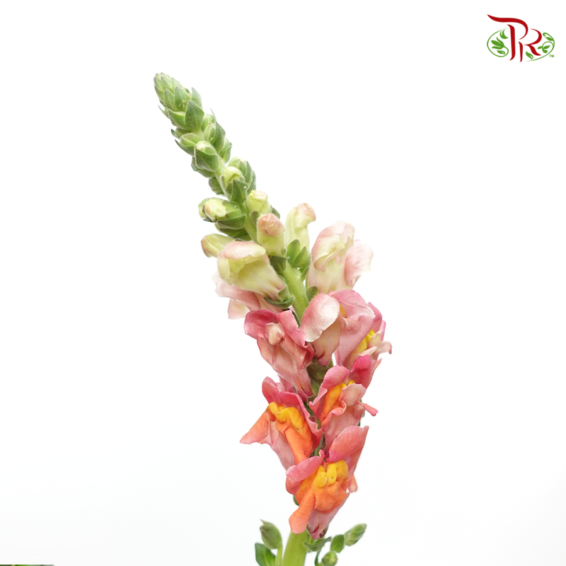 Snapdragon - Antirrhinum Orange ( 10 Stems) *Fragile-Orange-Vietnam-prflorist.com.my