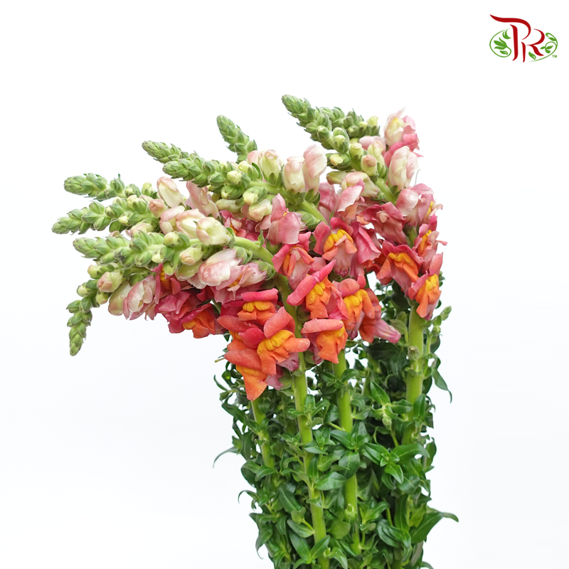Snapdragon - Antirrhinum Orange ( 10 Stems) *Fragile-Orange-Vietnam-prflorist.com.my