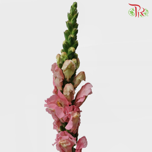 Snapdragon - Antirrhinum Pink (10 Stems) *Fragile-Pink-Vietnam-prflorist.com.my
