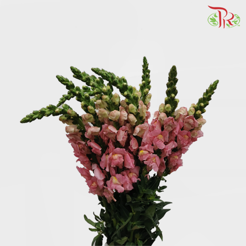 Snapdragon - Antirrhinum Pink (10 Stems) *Fragile-Pink-Vietnam-prflorist.com.my