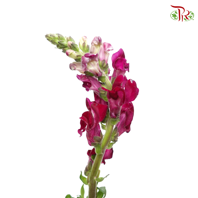 Snapdragon - Antirrhinum Red ( 10 Stems) *Fragile-Maroon-Vietnam-prflorist.com.my