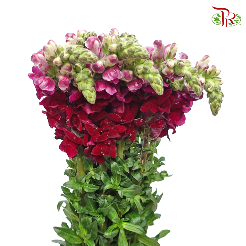Snapdragon - Antirrhinum Red ( 10 Stems) *Fragile-Maroon-Vietnam-prflorist.com.my