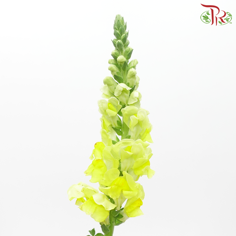 Snapdragon - Antirrhinum Yellow (10 Stems) *Fragile-Light Yellow-Vietnam-prflorist.com.my