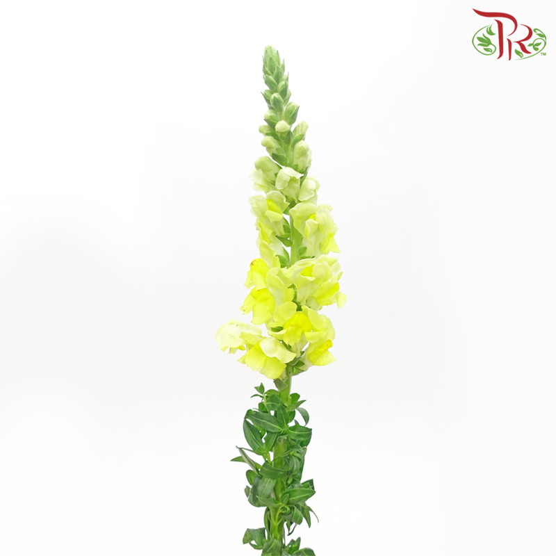Snapdragon - Antirrhinum Yellow (10 Stems) *Fragile-Light Yellow-Vietnam-prflorist.com.my