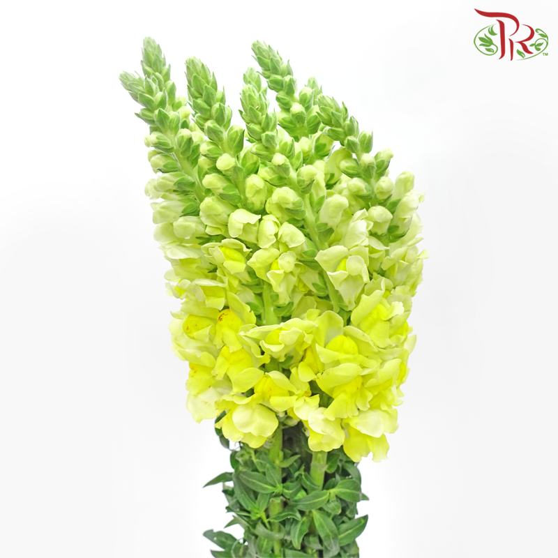 Snapdragon - Antirrhinum Yellow (10 Stems) *Fragile-Light Yellow-Vietnam-prflorist.com.my