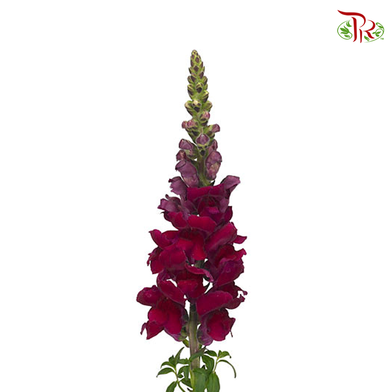 Snapdragon - Dark Maroon (Per Bunch)-Maroon-China-prflorist.com.my