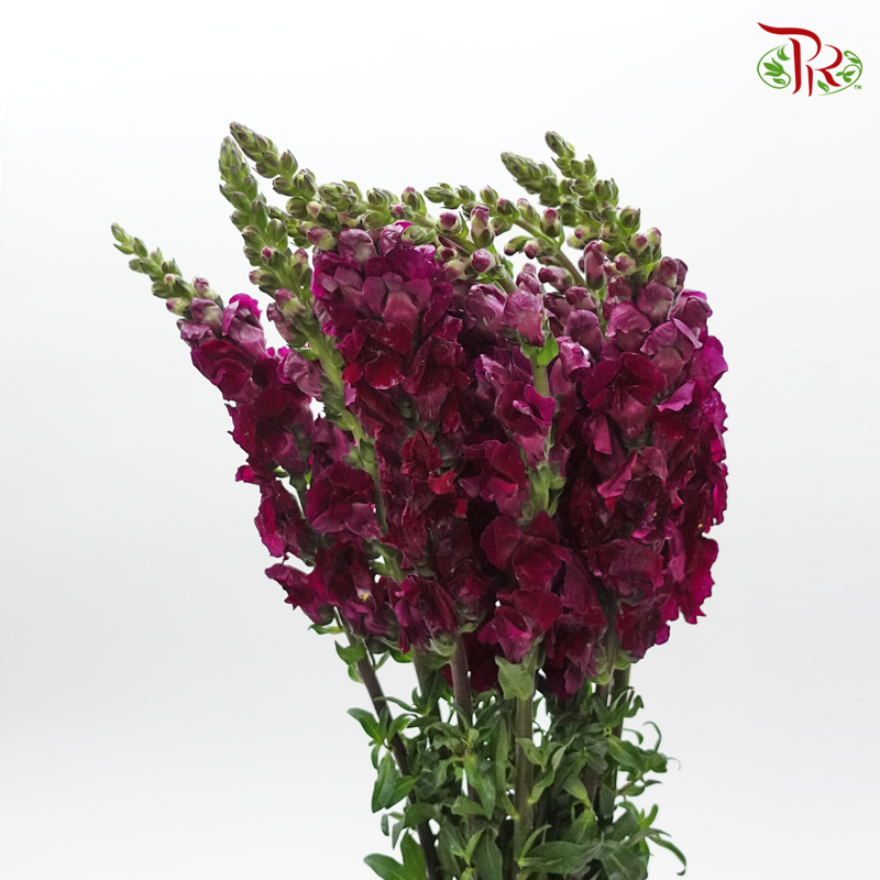Snapdragon - Dark Maroon (Per Bunch)-Maroon-China-prflorist.com.my