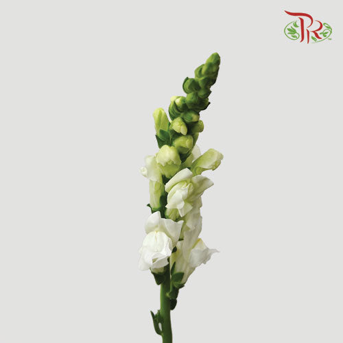 Snapdragon - White (10 Stems)-White-China-prflorist.com.my